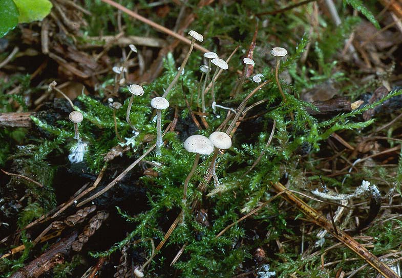 Collybia cirrhata